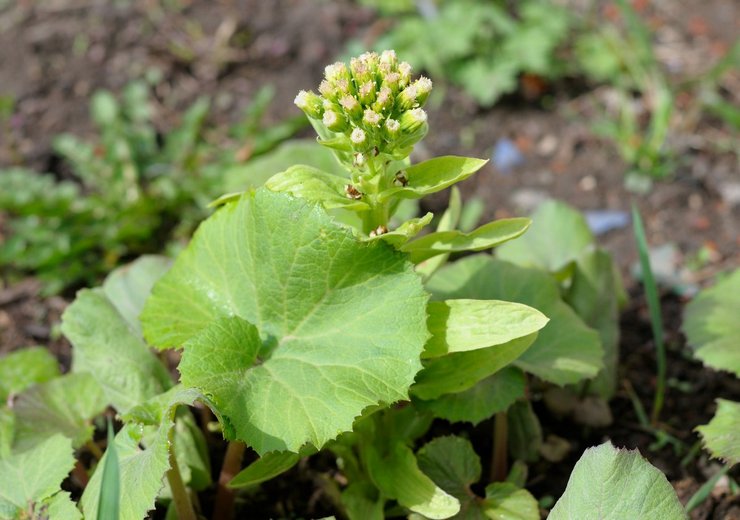 Butterbur Care