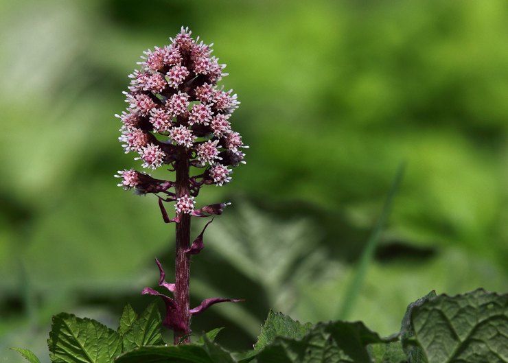 Butterbur