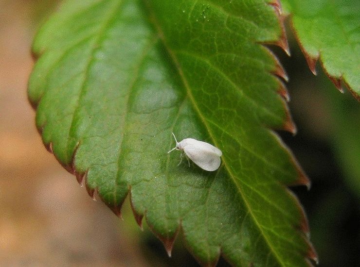 Whitefly på hindbær