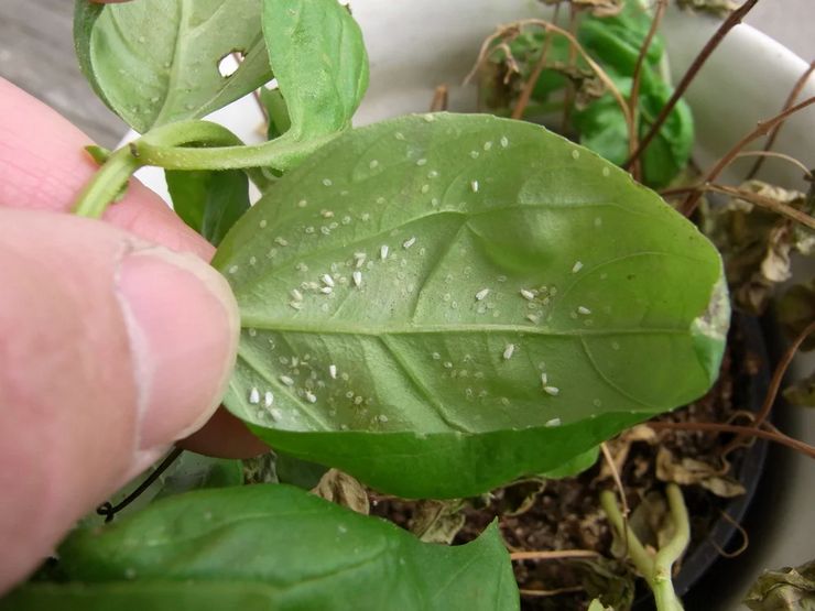 Whitefly na izbových rastlinách