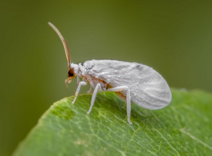 Whitefly beskrivelse