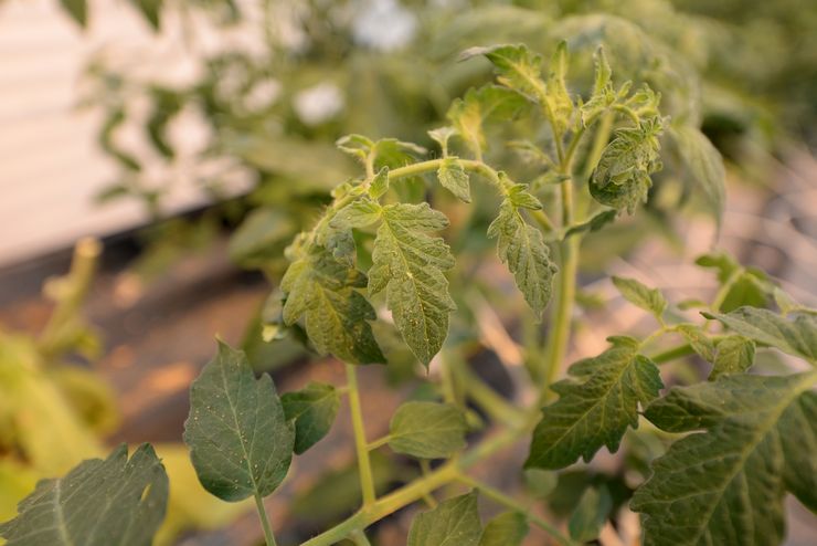 Whitefly på tomater i et drivhus