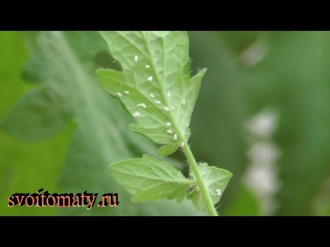 Whitefly i drivhuset, der hjalp med at slippe af med det