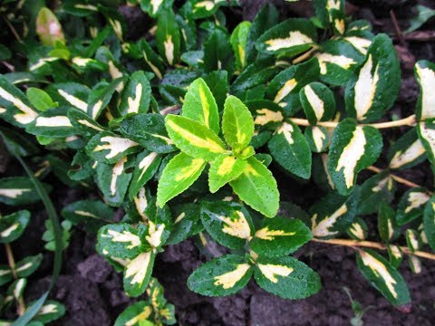 قطع euonymus. كيفية التكاثر بالعقل.