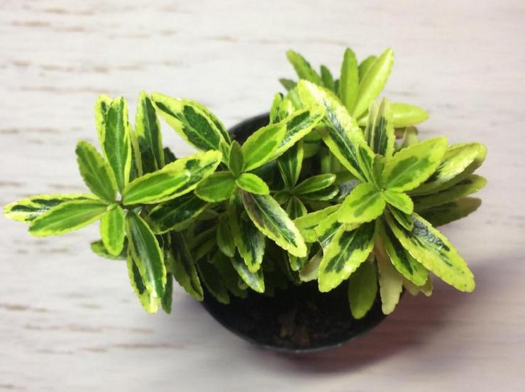 تزايد euonymus من البذور