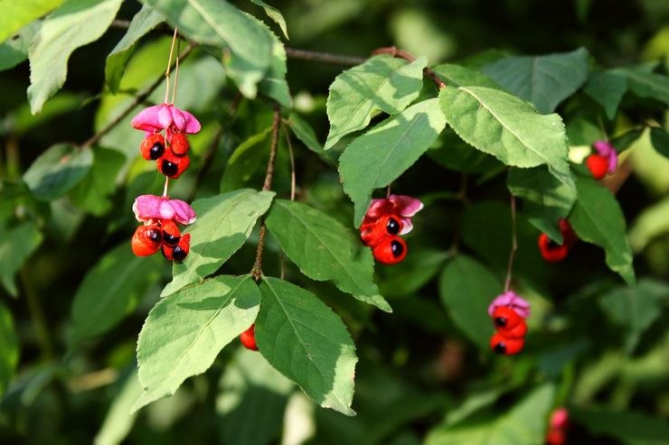 Warty euonymus ، أو euonymus قليل الزهور