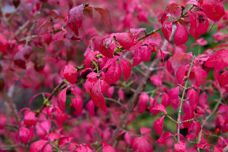 مجنح euonymus
