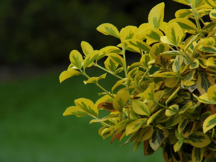 خصائص Euonymus