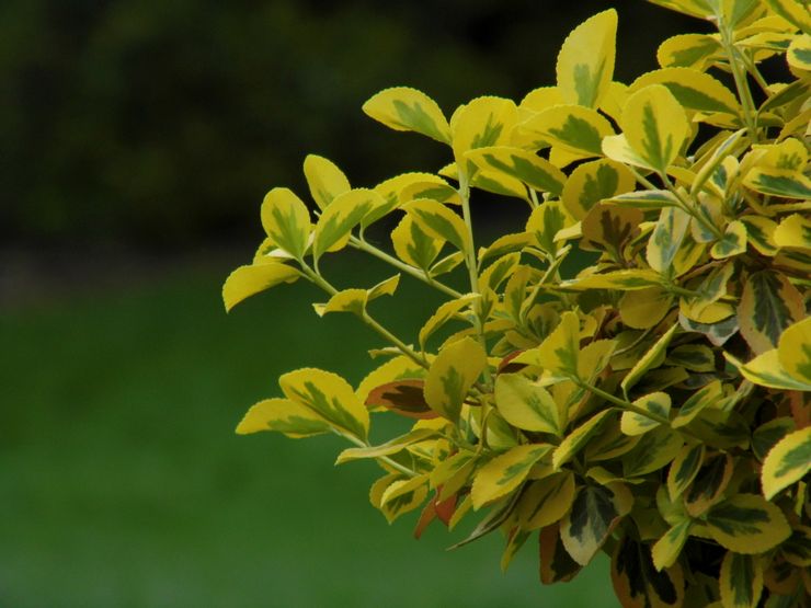 Ιδιότητες Euonymus