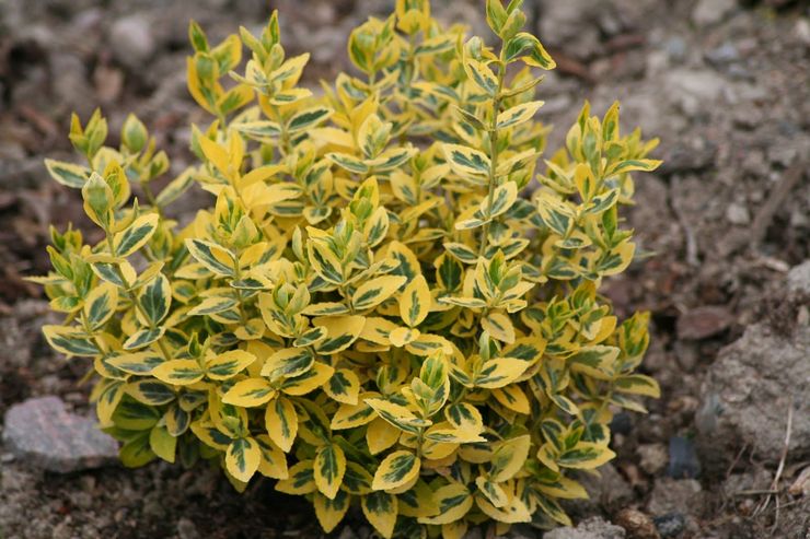 وصف euonymus