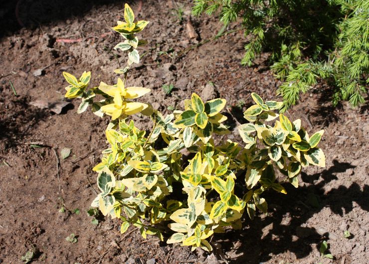 زرع euonymus في أرض مفتوحة