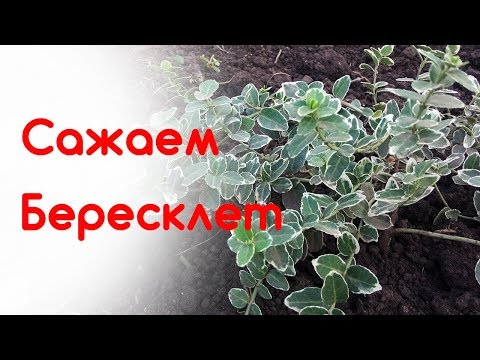 زرع Euonymus والتكاثر في الخريف