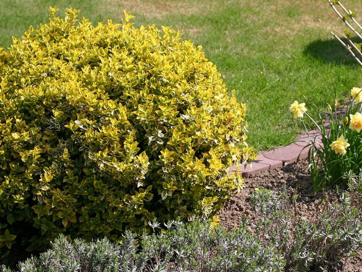 رعاية Euonymus