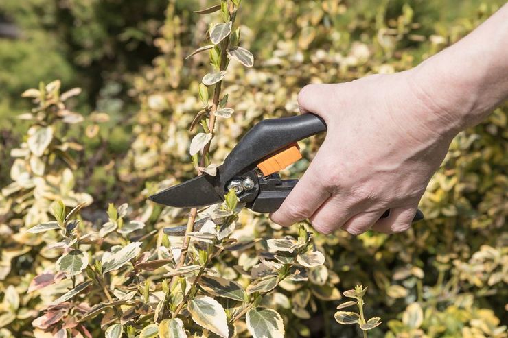 تقليم euonymus