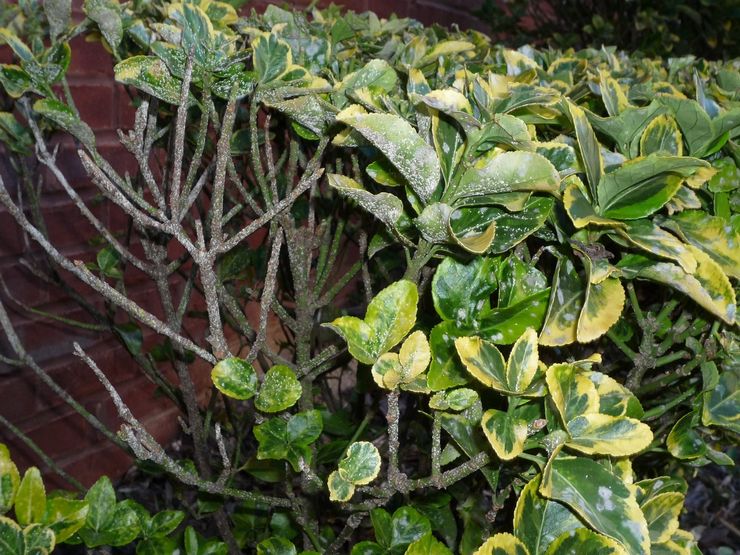أمراض وآفات euonymus