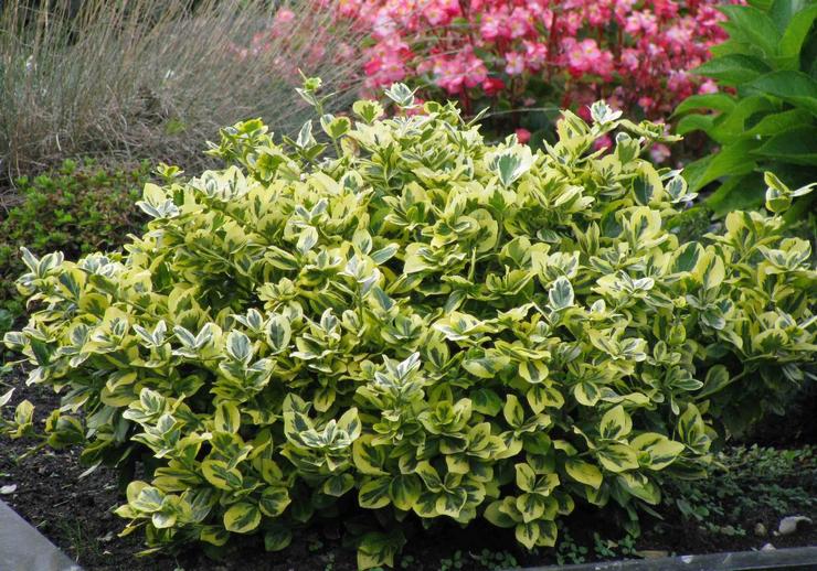 مصنع Euonymus