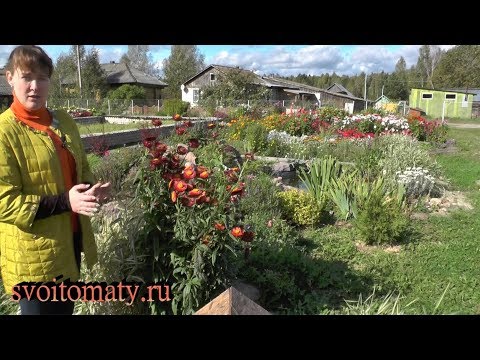 Gelikhrizum - vokser. Uhøjtidelige tørrede blomster, behagelige med blomstring før frost