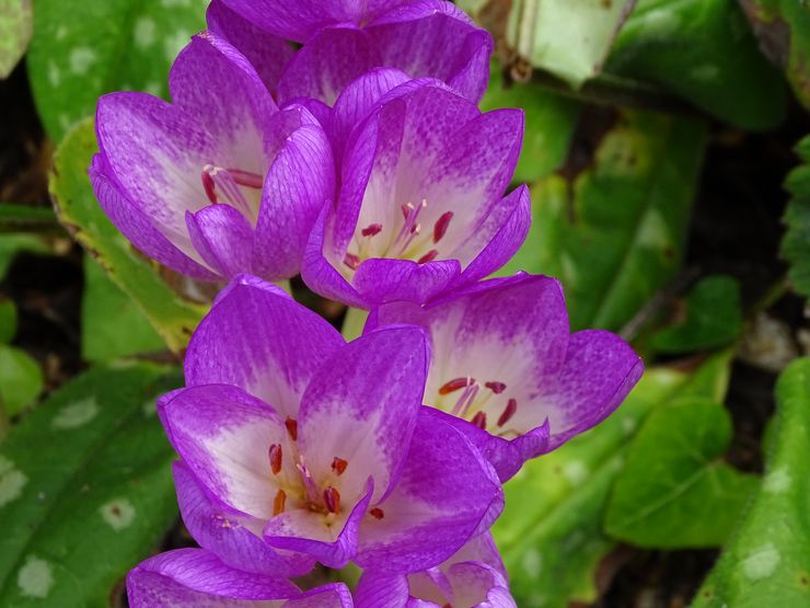 Colchicum Violet Queen