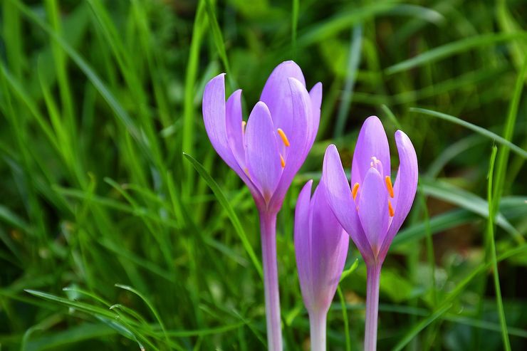 Beskrivelse af krokus