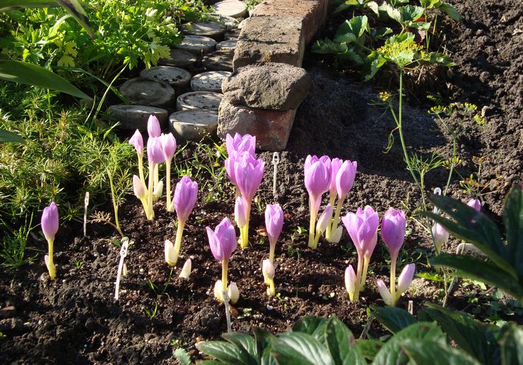 Dyrkning af krokus fra frø