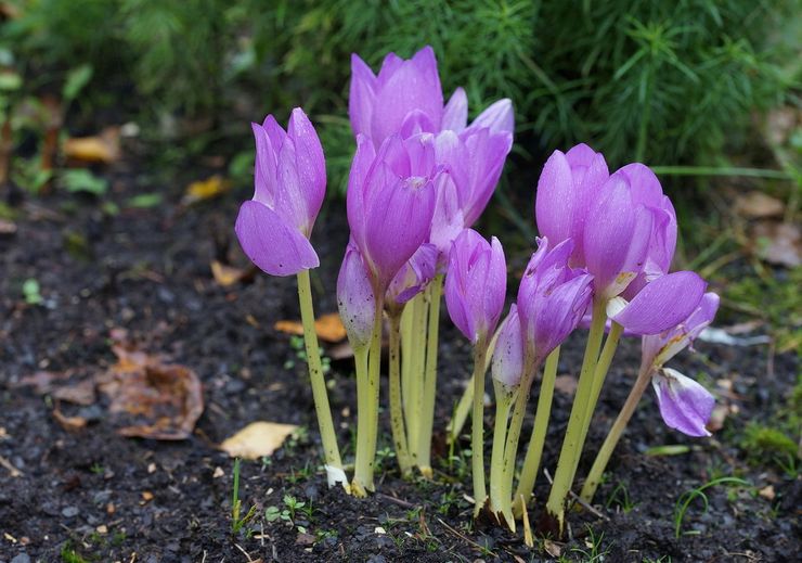 Plantning af en krokus i åbent terræn