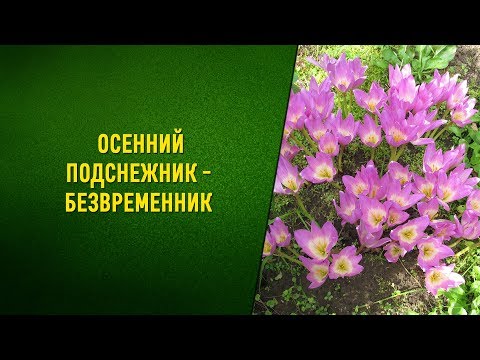 Colchicum efterår. Plantning og pleje i det åbne felt