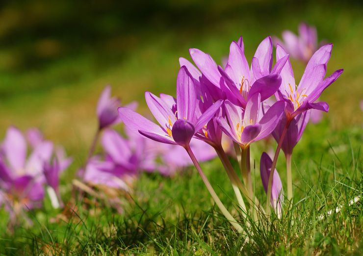 Krokus plante