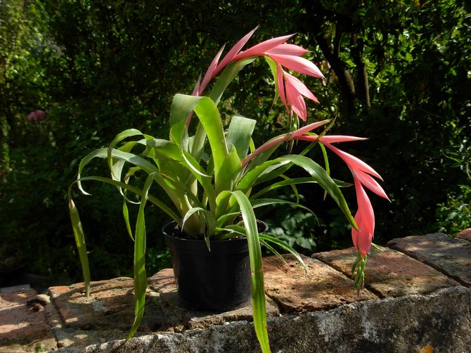 Hjemmepleje for bilbergia