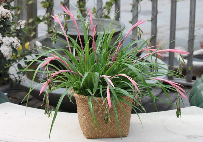 Bilbergia - hjemmepleje. Bilbergia dyrkning, transplantation og reproduktion. Beskrivelse, foto