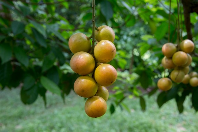 Ako sa správne starať o ovocný strom Barmské hrozno