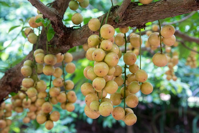 العنب البورمي: شجرة فاكهة دائمة الخضرة وفاكهة غريبة