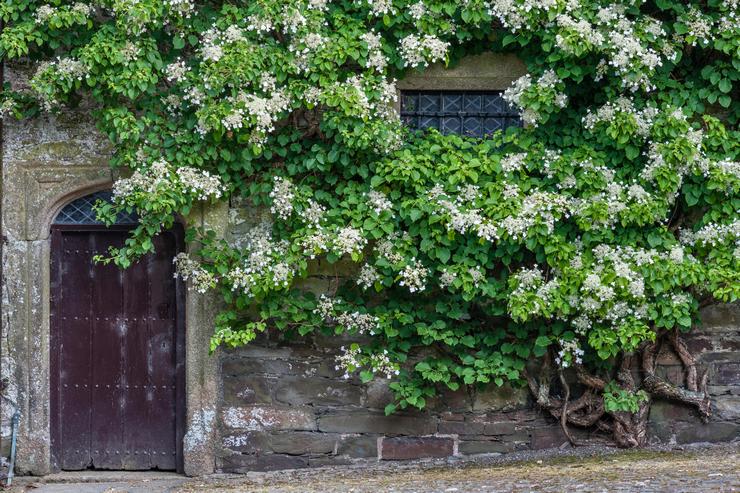 Petiolate hydrangea