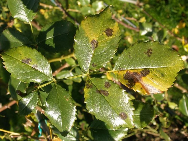 Anthracnose sa javí ako malé čierne škvrny na vonkajšom povrchu plastového plechu