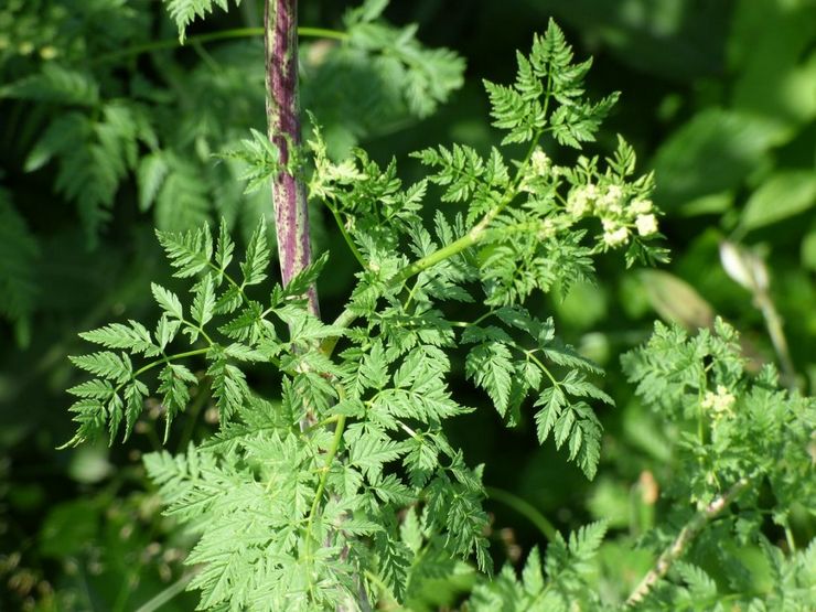 Indsamling og opbevaring af hemlock