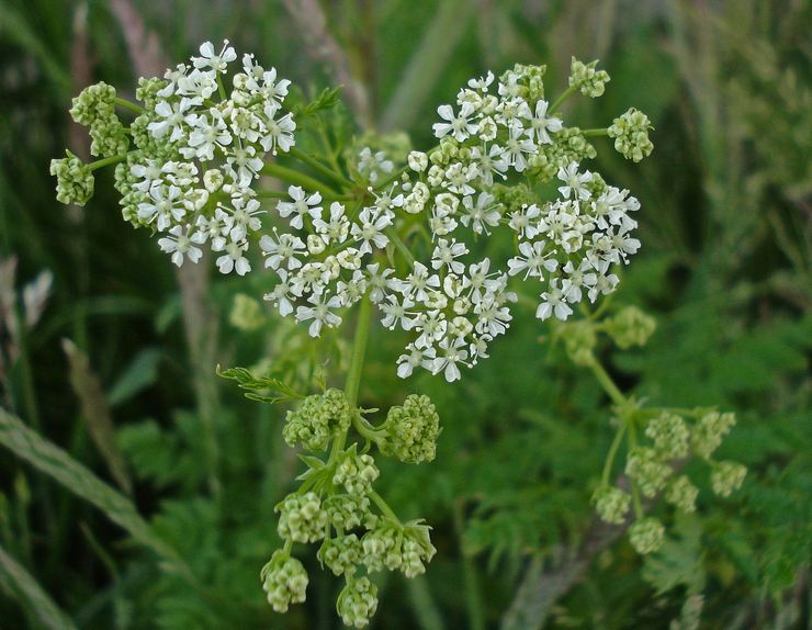 Hemlock: όφελος και βλάβη