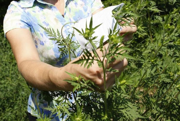 Metoder til håndtering af ragweed