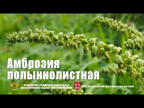 Artemisia ragweed
