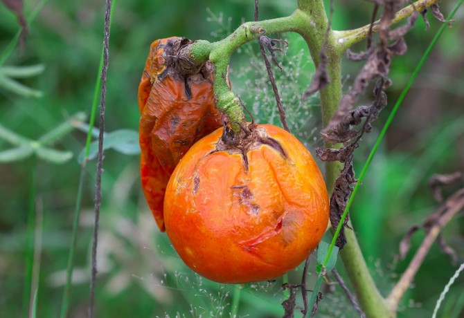 Bekæmp senforgiftning af tomater: folkelige metoder og midler