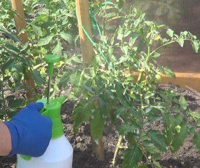 Hvis du planlægger at fjerne bormangel på forhånd og beskytte dine planter, skal du starte frøbehandling inden plantning. I dette tilfælde gennemblødes frøene i en borsyreopløsning i en dag og plantes derefter i jorden.