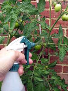 Käsittely boorihapolla ja kaliumpermanganaatilla suojaa tomaatteja myöhästymiseltä. Ennaltaehkäisyyn kesäkuun puolivälissä