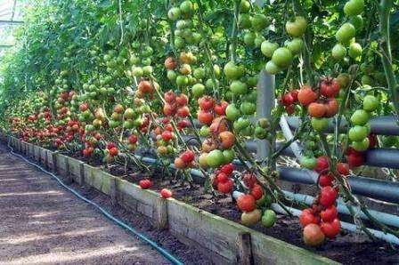 حمض البوريك للطماطم. رش النباتات وكيفية التكاثر