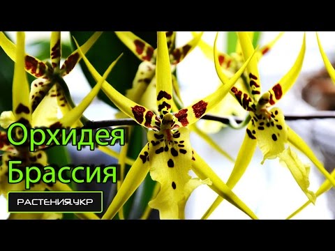 Orkidéarter / Brassia
