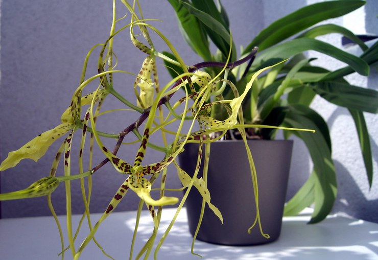 Brassia pleje derhjemme