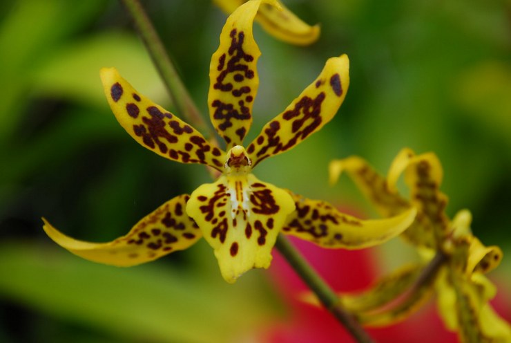 Varianter af brassia orkideer