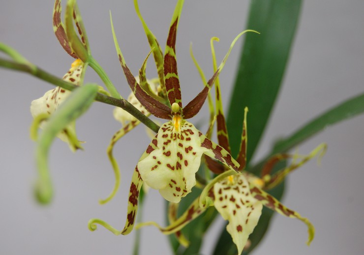 Brassia orkidé