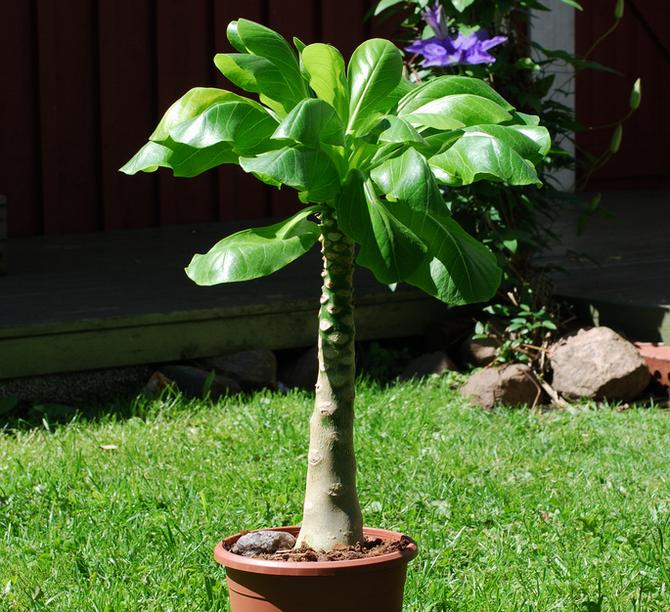 Fødestedet for brigamien er Hawaii-øerne, derfor tilhører planten den varmeglade art.