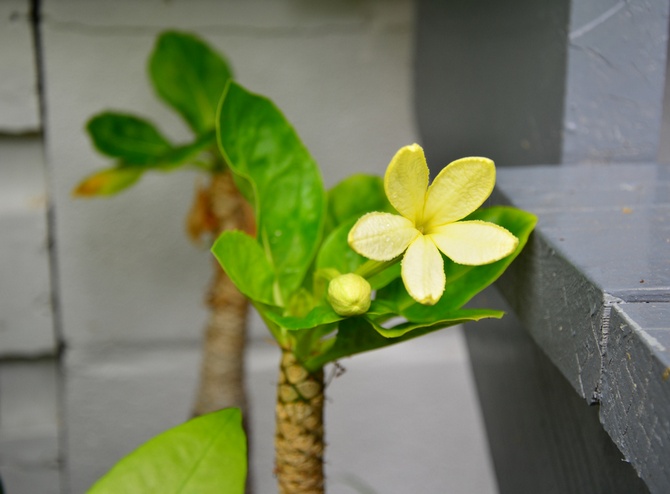 Der er to mest almindelige typer brigamia: Brigamia Rocky og Brigamia Insignis.