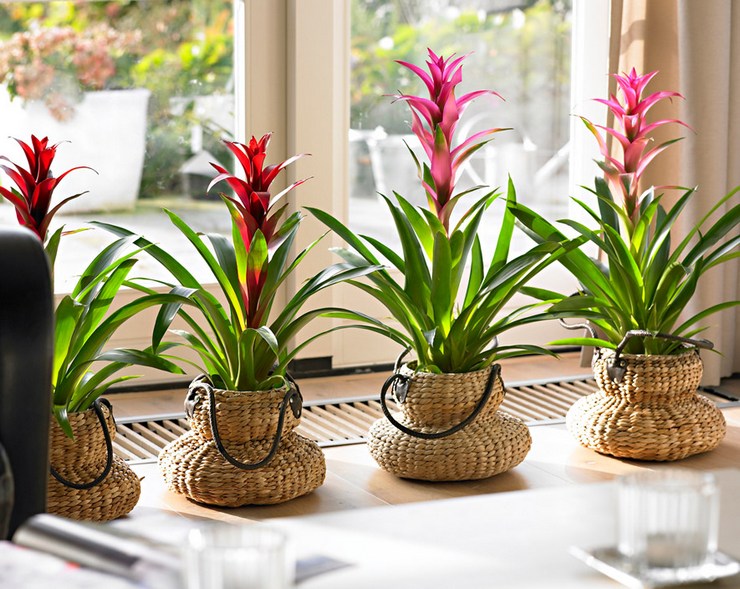 Hjemmepleje til bromeliader