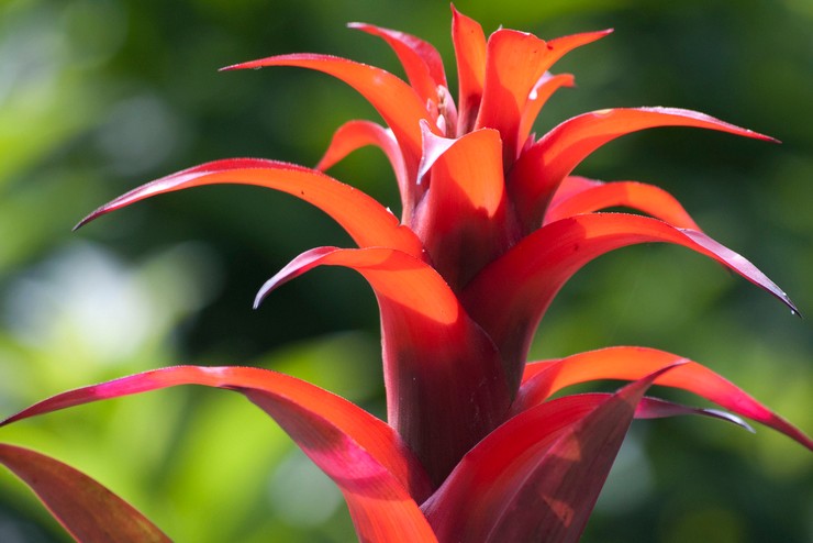 Είδη και ποικιλίες bromeliads