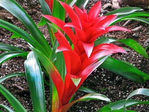 Bromeliads - τα μυστικά της φύτευσης και της φροντίδας. Or πώς να καλλιεργήσετε ανανά στο σπίτι;